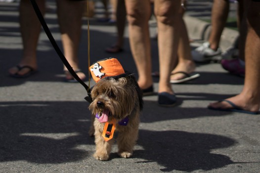 Carnaval canin de Rio (Photo 7)
