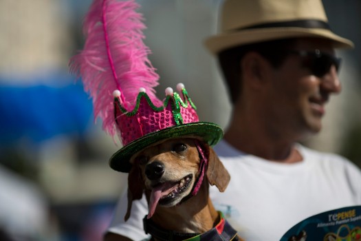 Carnaval canin de Rio (Photo 9)