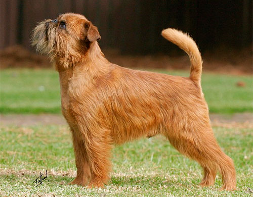 Griffon de Bruxelles