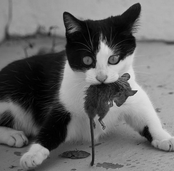 Un chat attrape des rongeurs dans la nature
