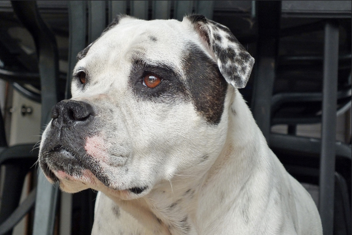 Gros plan d'un bouledogue américain