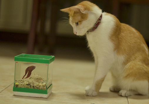 Le Chat et le Poisson