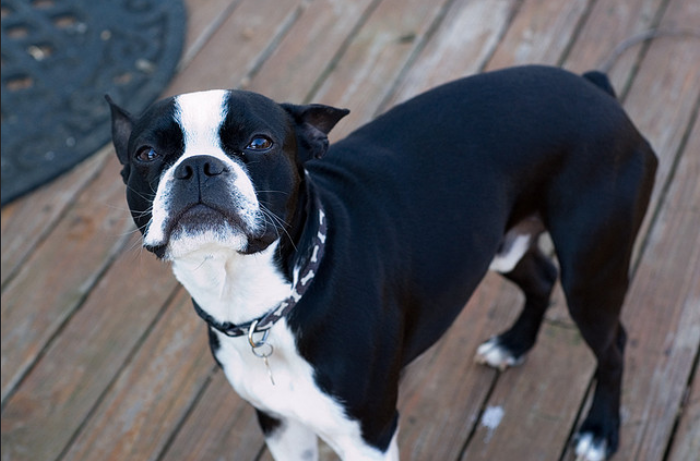 Boston Terrier