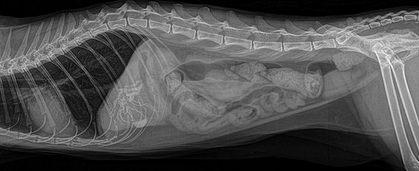 Radiographie pour occlusion intestinale chez le chat