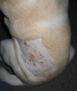 eczéma chez un chien