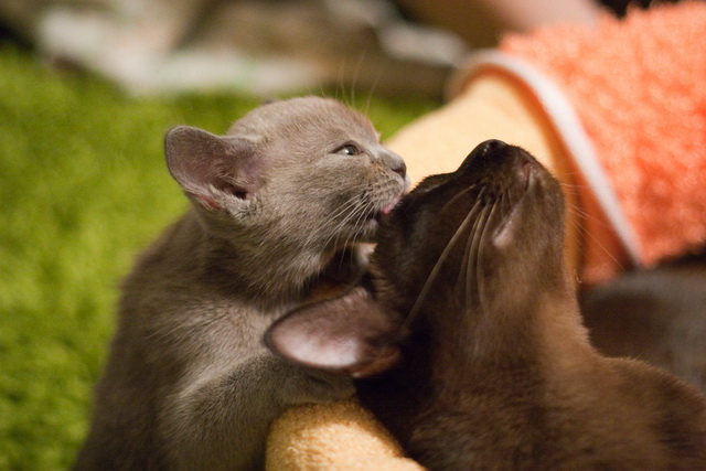 chatons birmans