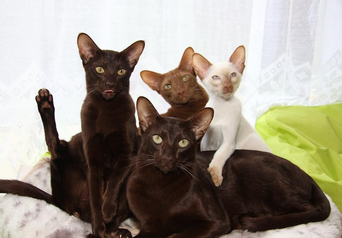 Histoire de la race javanaise