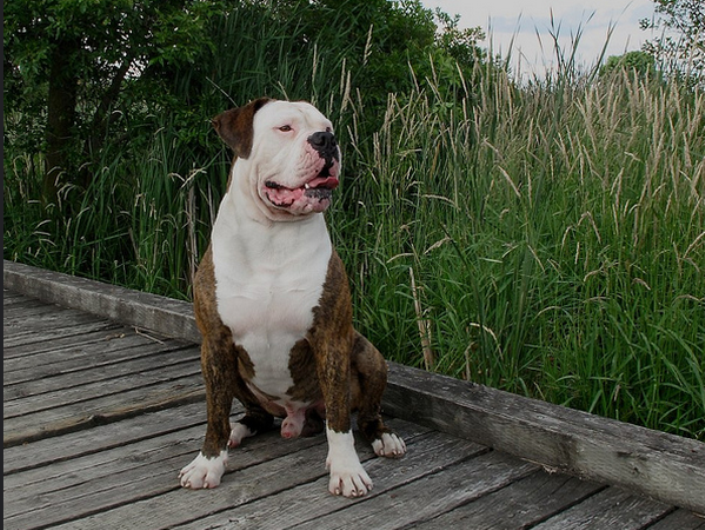 Entraînement de bouledogue américain
