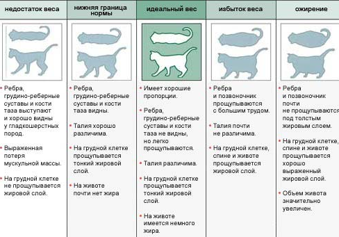 Critères permettant de déterminer l'état de santé d'un chat