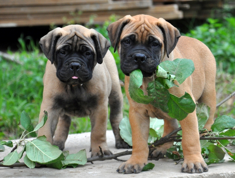 chiots bullmastiff