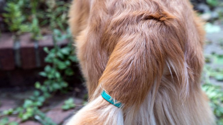 appareil pour traduire les émotions canines