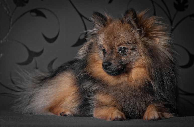 Spitz miniature allemand