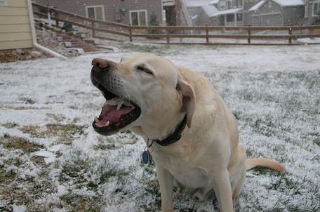 Le chien tousse comme s'il s'étouffait.