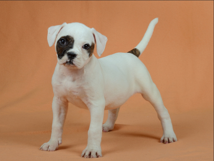 Chiots American Bulldog