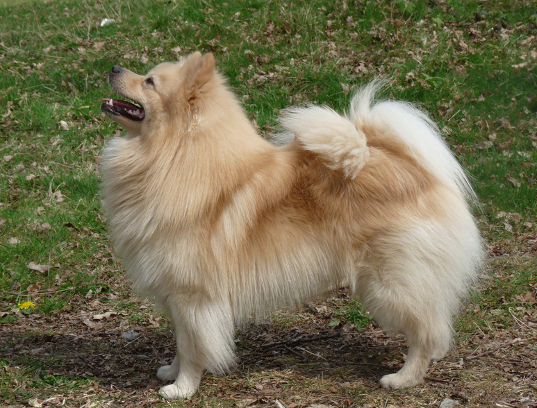 Spitz allemand sur la photo