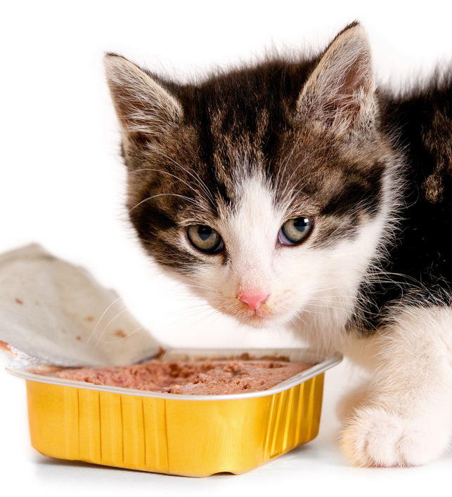 une alimentation adaptée aux chats
