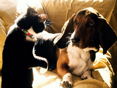Chat et chien : paix ou guerre