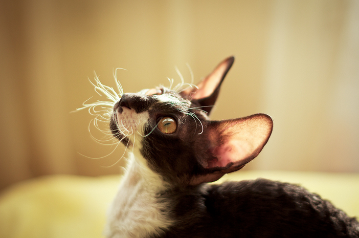 Photo de Cornish Rex