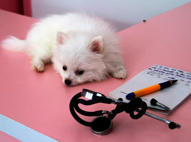 diarrhée chez un chien