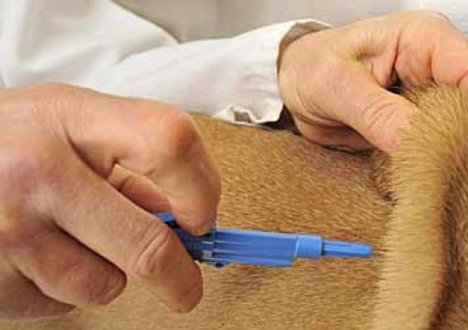 Micropuçage des chiens