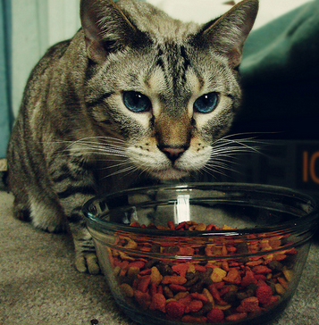 La suralimentation peut provoquer une gastrite chez les chats.