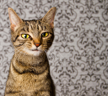 Les chats éternuent aussi