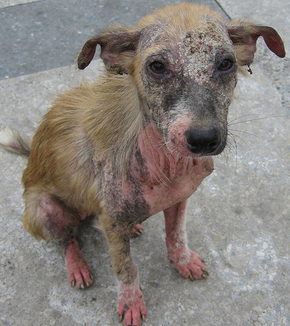 Photo d'un chien atteint d'eczéma