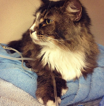 Occlusion intestinale chez le chat - traitement