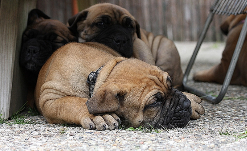 chiots Boerboel