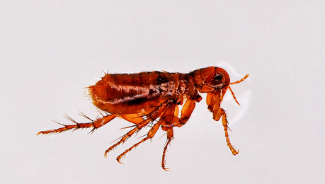 Les puces et les tiques sont très souvent porteuses d'agents pathogènes de maladies zoonotiques.