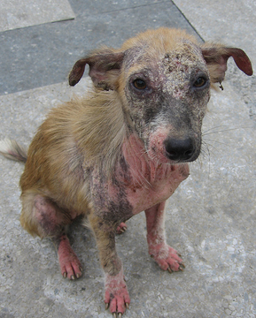 Dermatite chez les chiens