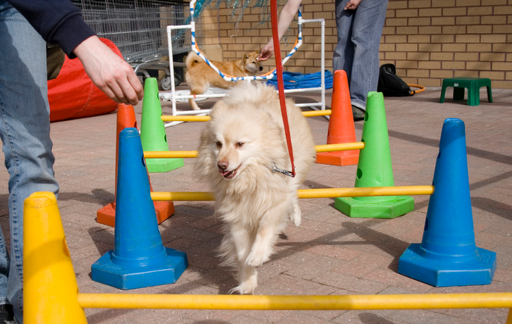 Entraînement du Spitz allemand