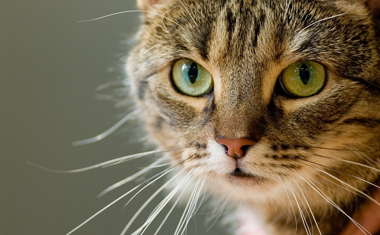 photo de chat européen à poil court