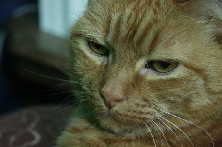 Les animaux âgés tombent très souvent malades.