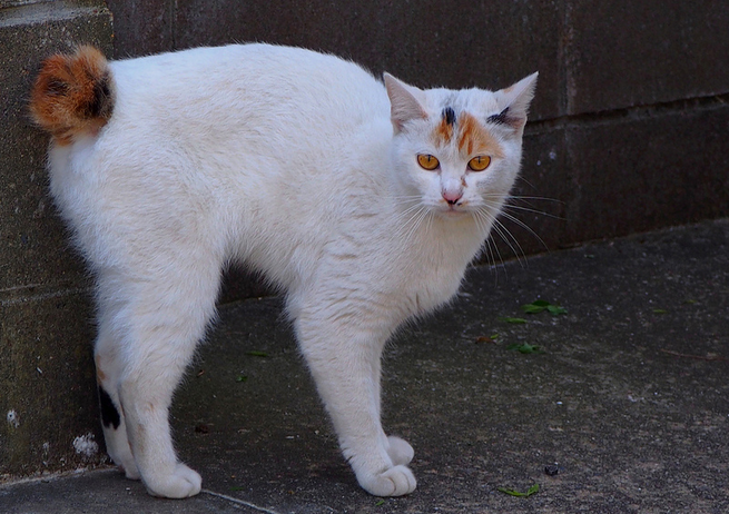 Origine du Bobtail japonais