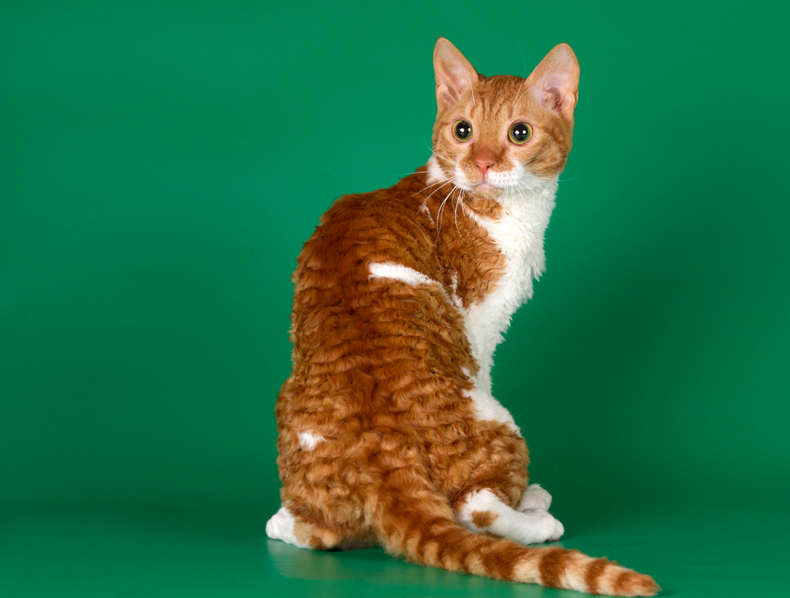 L'alimentation des ours rex de l'Oural