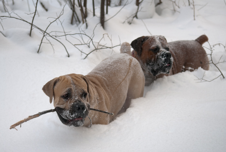 activité physique du Boerboel