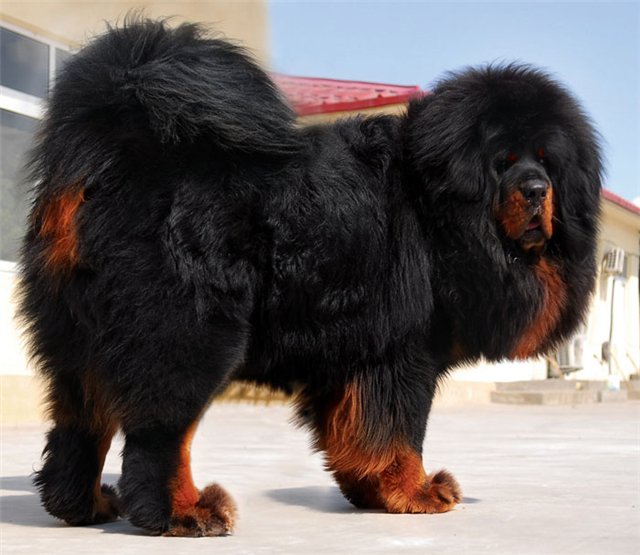 race de chien Mastiff tibétain