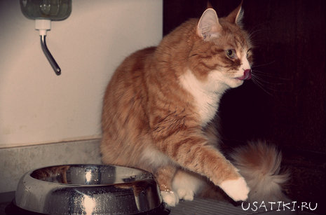 Plus de nourriture humide et d'eau