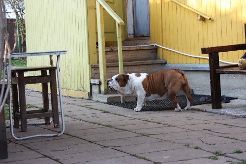 Méningite chez le chien