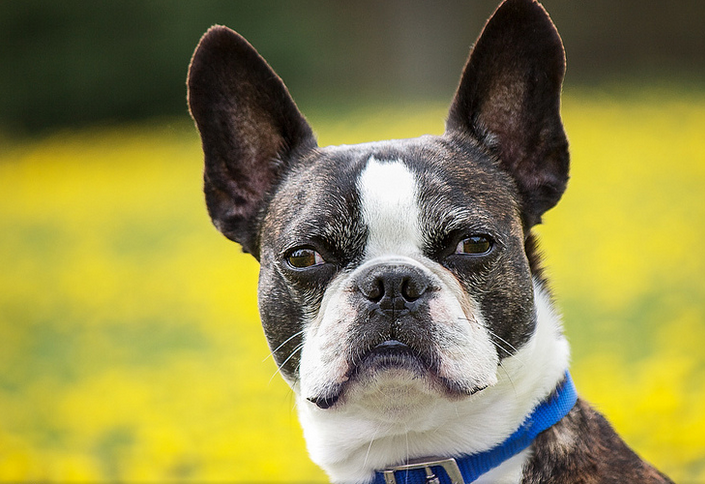 Boston Terrier