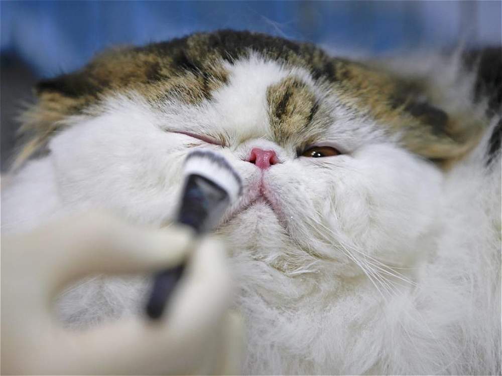 maquillage avant le début