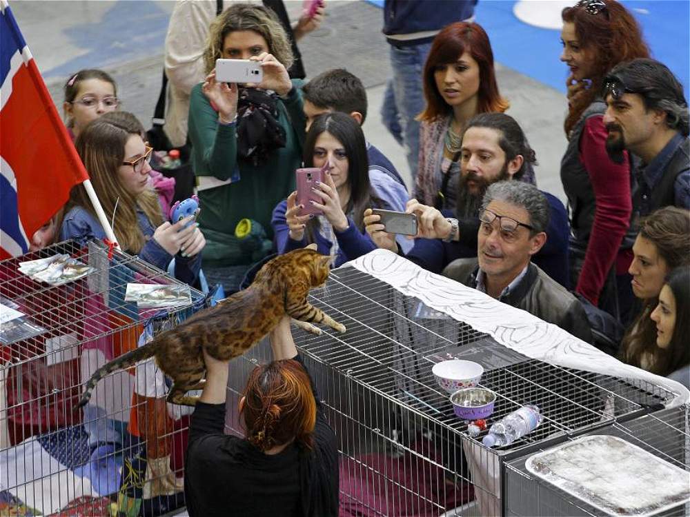 Des spectateurs prennent des photos d'un chat du Bengale.