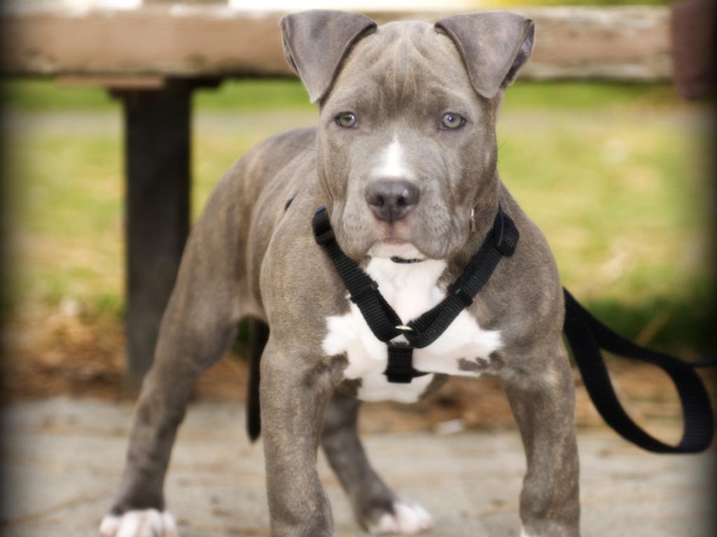jeune American Pit Bull Terrier