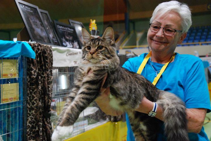 Maine Coon nommé Bayrat
