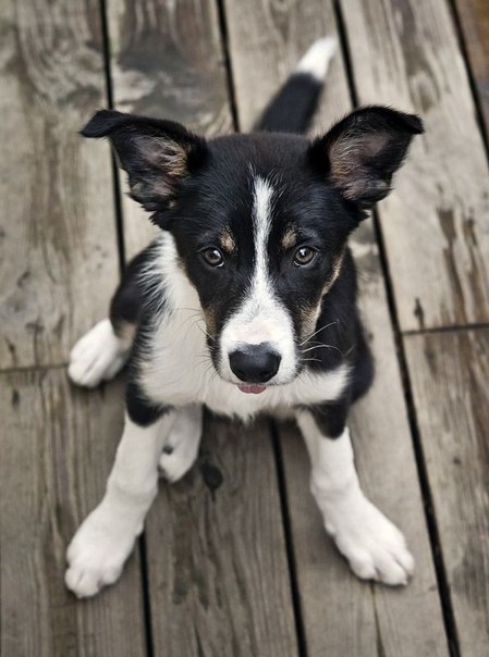 Offrez-lui un foyer et votre amour