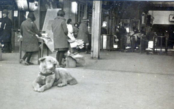 Une vraie photo de Hachiko en vrai