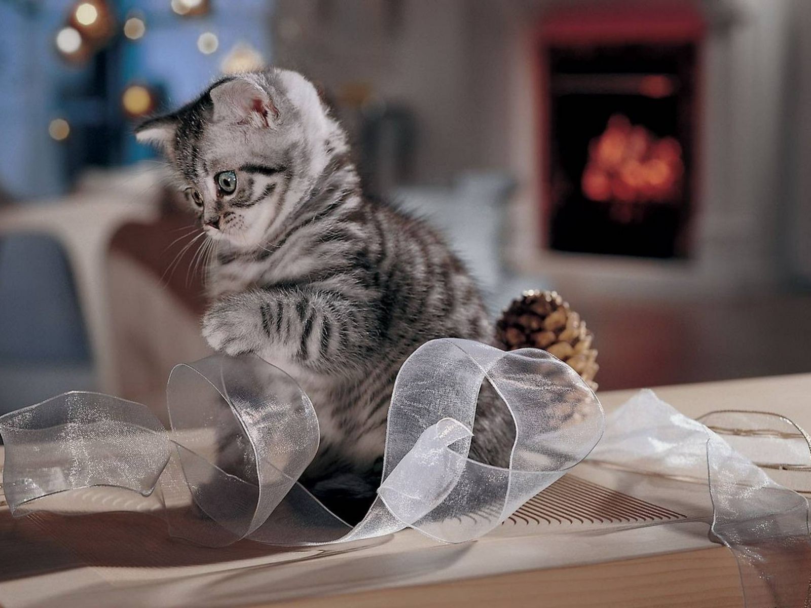 Comment vendre des chatons