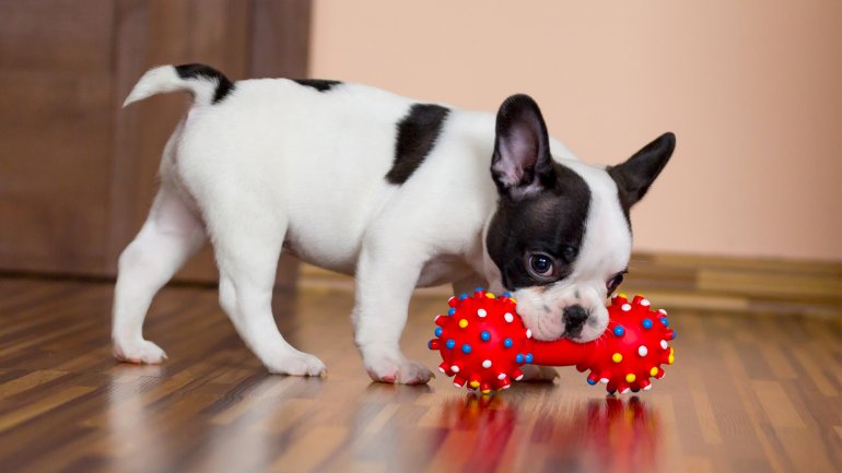 jouets pour chiens