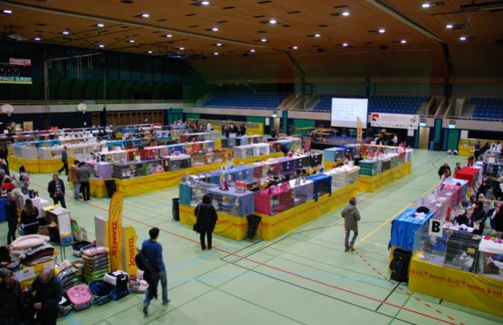 exposition féline en Suisse